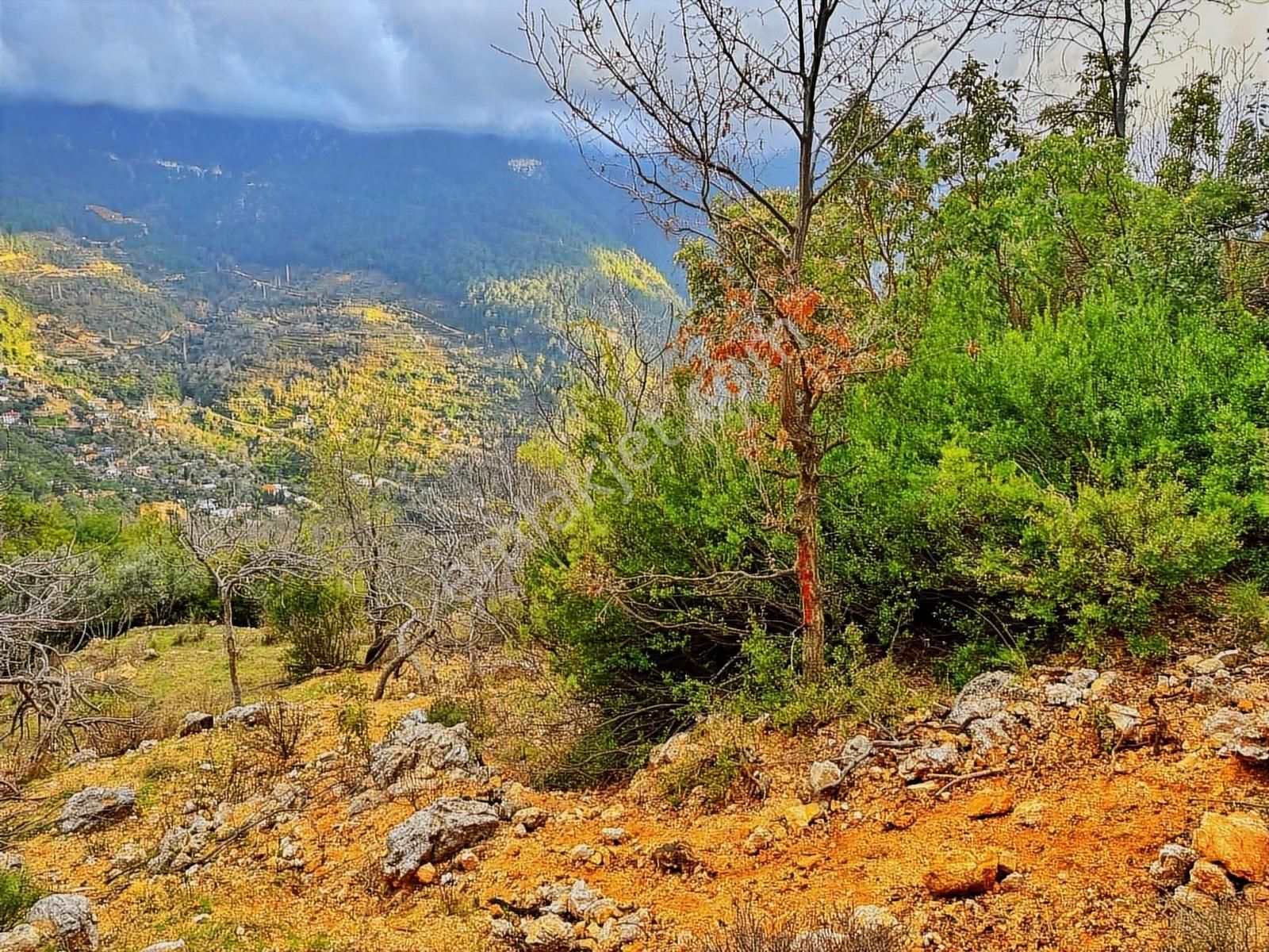 Yolu Var Full Doğa Orman Köy Manzaralı Yola Yakın Fırsat Tarla - Görsel 6