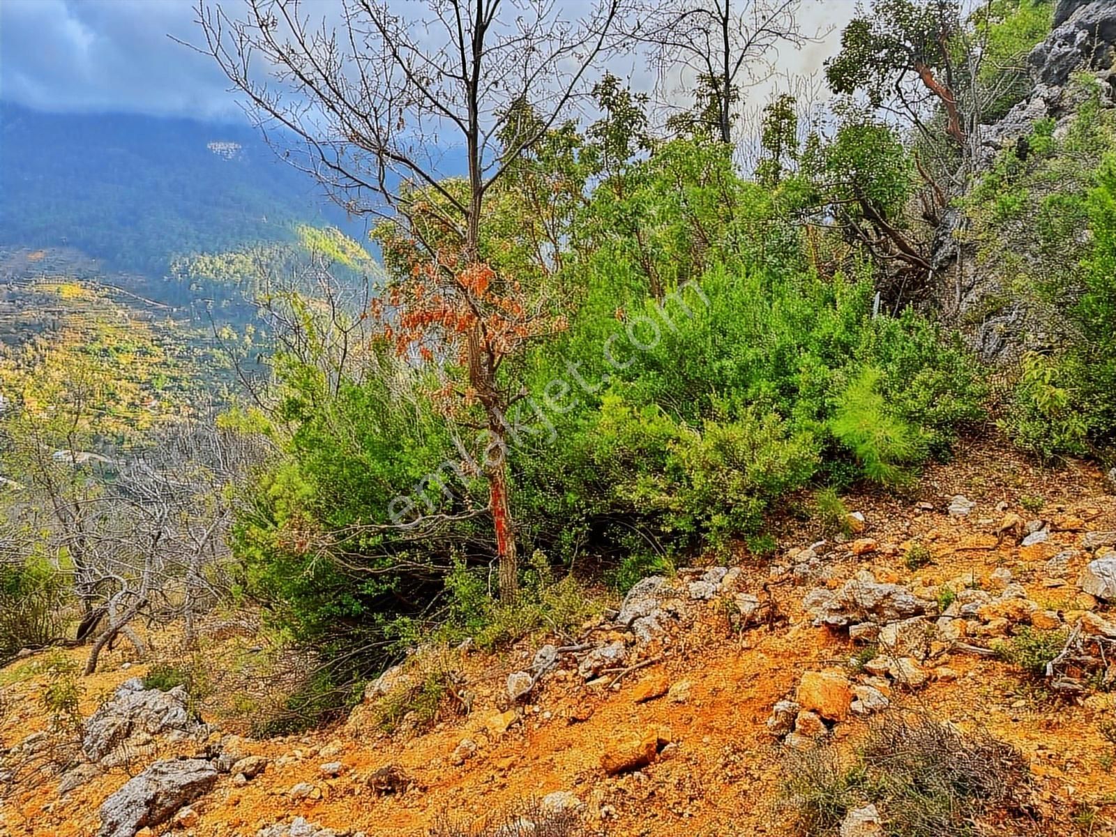Yolu Var Full Doğa Orman Köy Manzaralı Yola Yakın Fırsat Tarla - Görsel 6