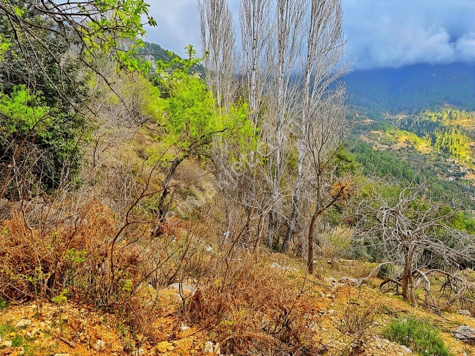 Yolu Var Full Doğa Orman Köy Manzaralı Yola Yakın Fırsat Tarla - Görsel 11