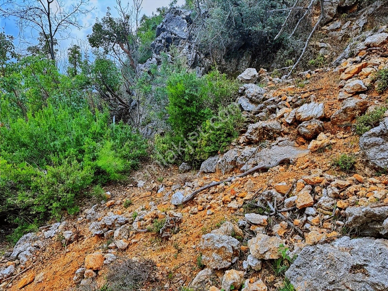 Yolu Var Full Doğa Orman Köy Manzaralı Yola Yakın Fırsat Tarla - Görsel 4