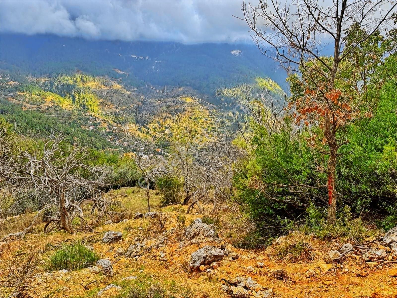 Yolu Var Full Doğa Orman Köy Manzaralı Yola Yakın Fırsat Tarla - Görsel 8