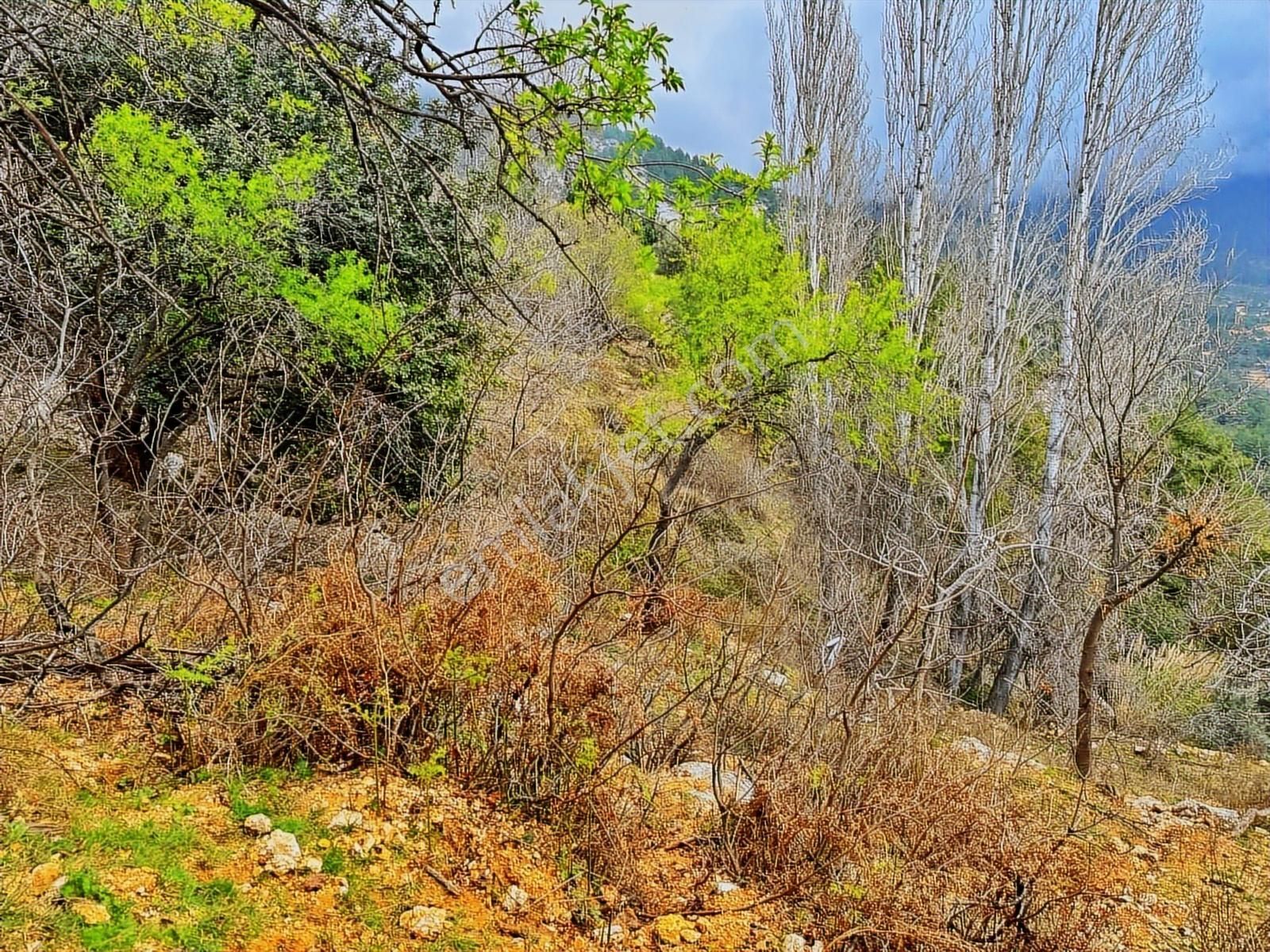Yolu Var Full Doğa Orman Köy Manzaralı Yola Yakın Fırsat Tarla - Görsel 9