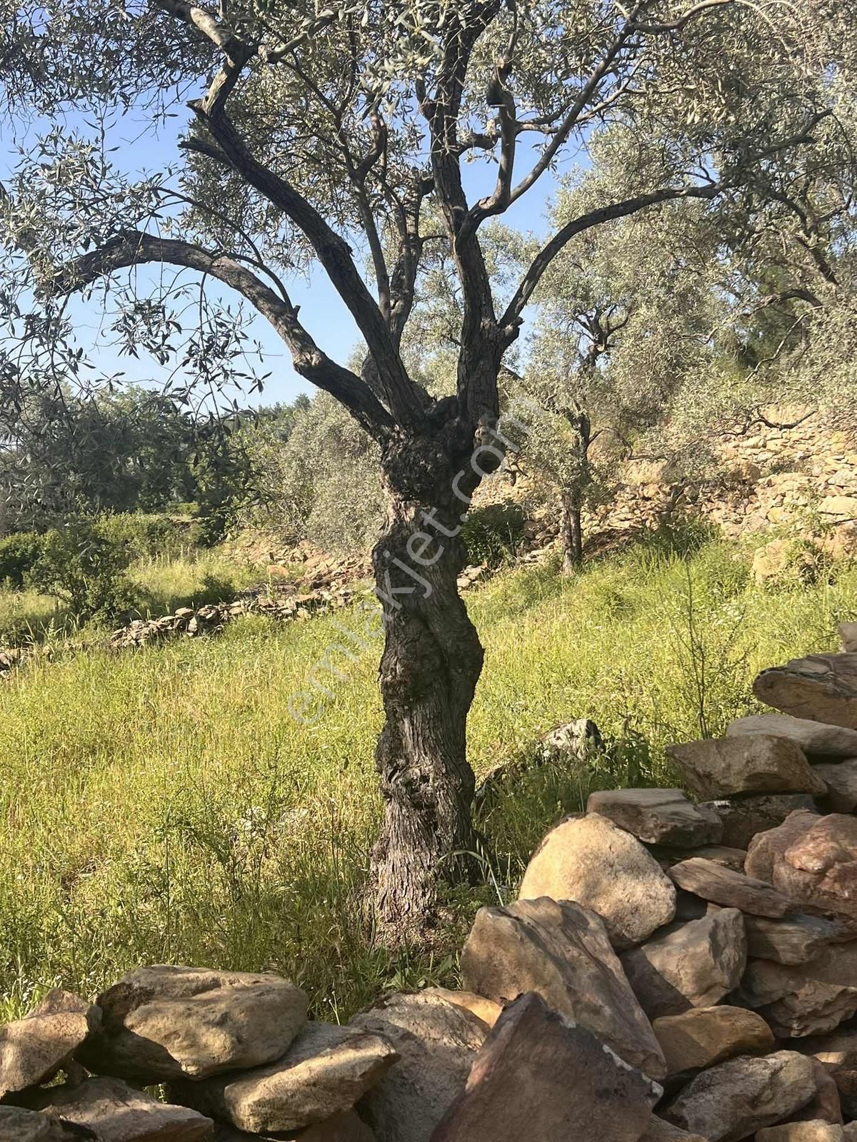 Milas Söğütçük Köyü 280 M2 Yolu Olan Arazimiz Satılıktır. - Görsel 2