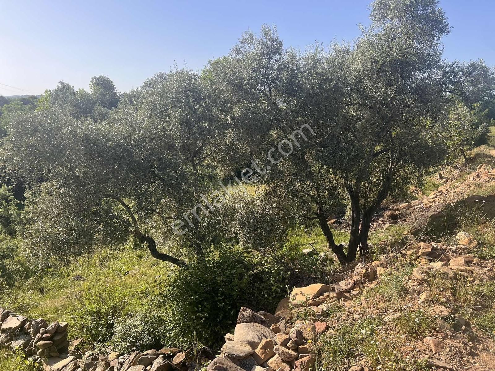 Milas Söğütçük Köyü 280 M2 Yolu Olan Arazimiz Satılıktır. - Görsel 7