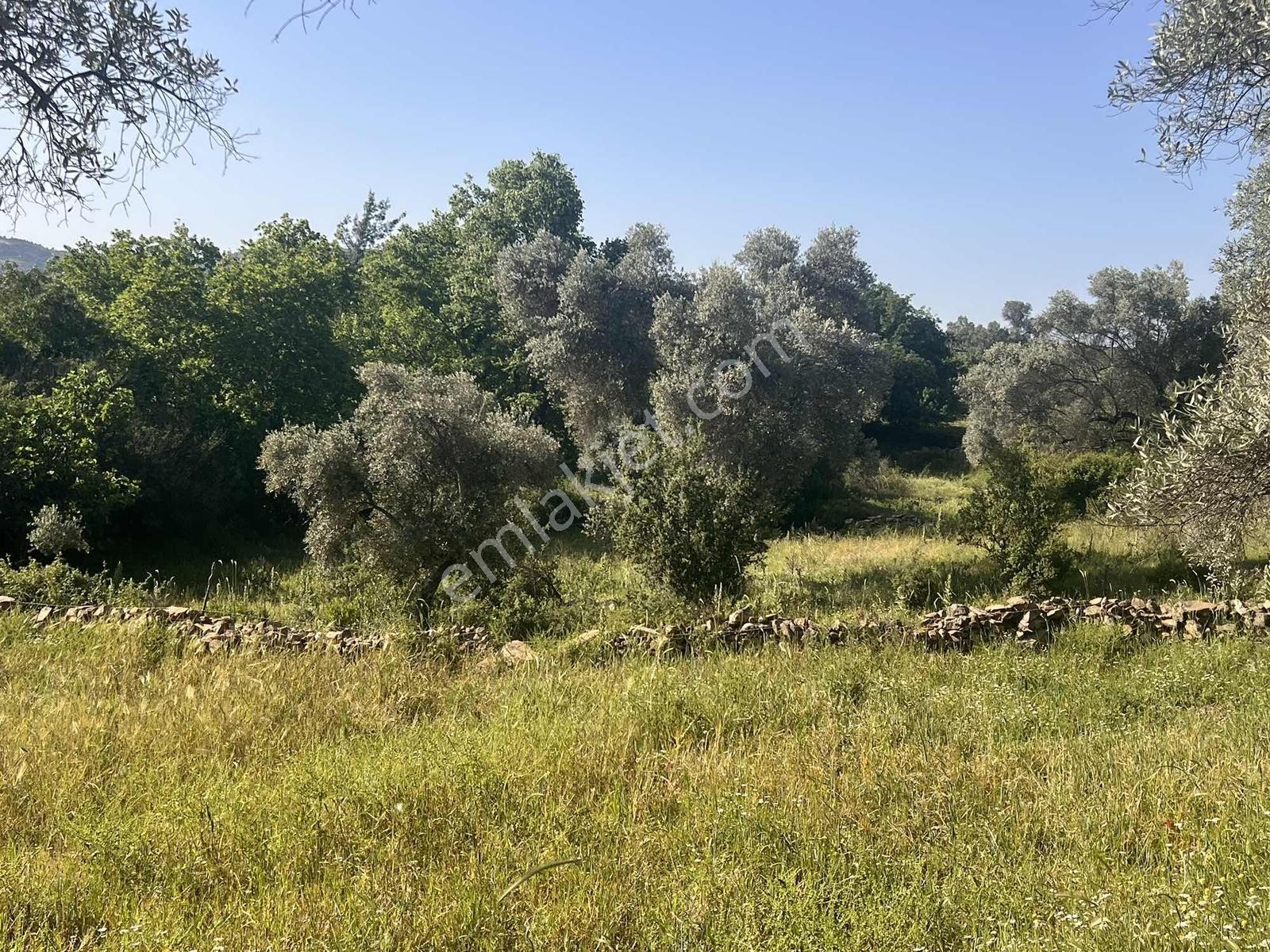 Milas Söğütçük Köyü 280 M2 Yolu Olan Arazimiz Satılıktır. - Görsel 4
