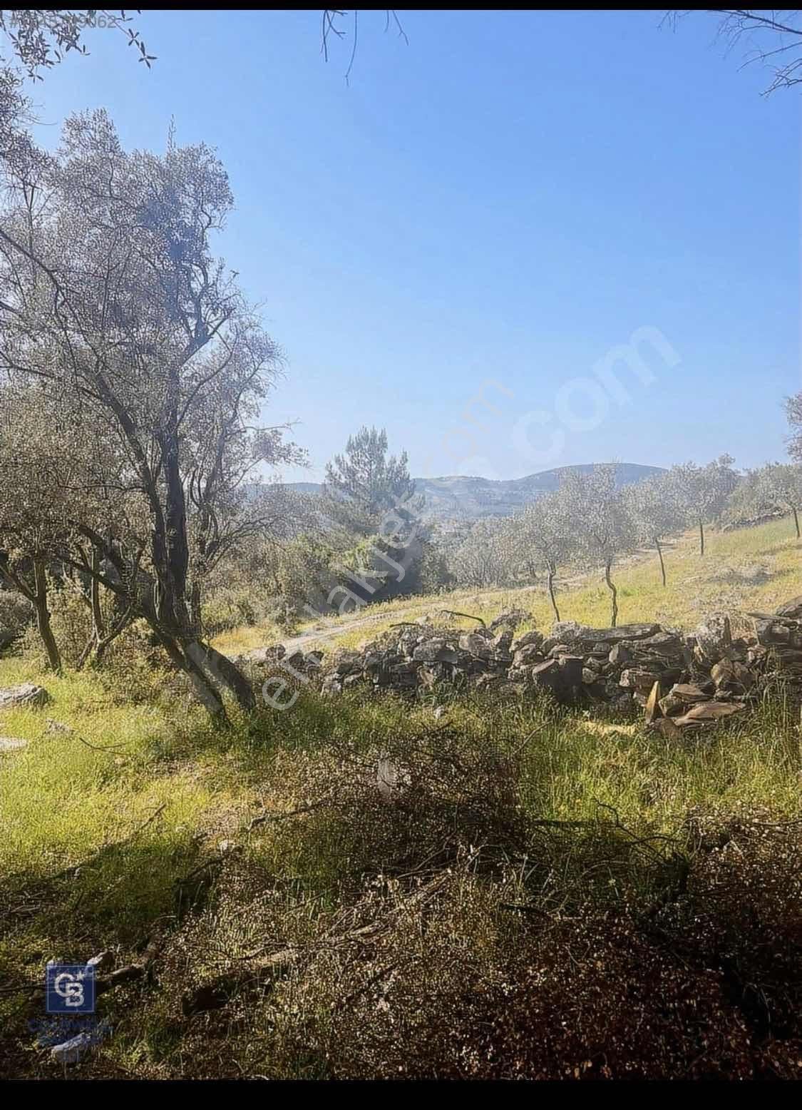 Milas Söğütçük Köyün'de 1616,00m2 Tek Parsel Satılık Zeytinlik - Görsel 8