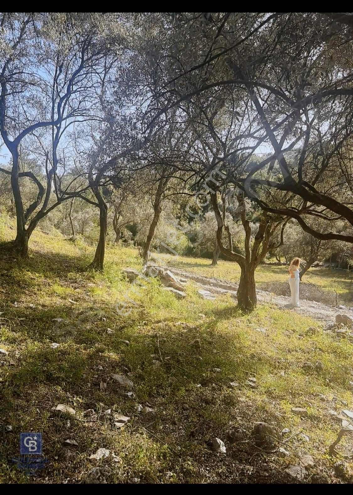 Milas Söğütçük Köyün'de 1616,00m2 Tek Parsel Satılık Zeytinlik - Görsel 5