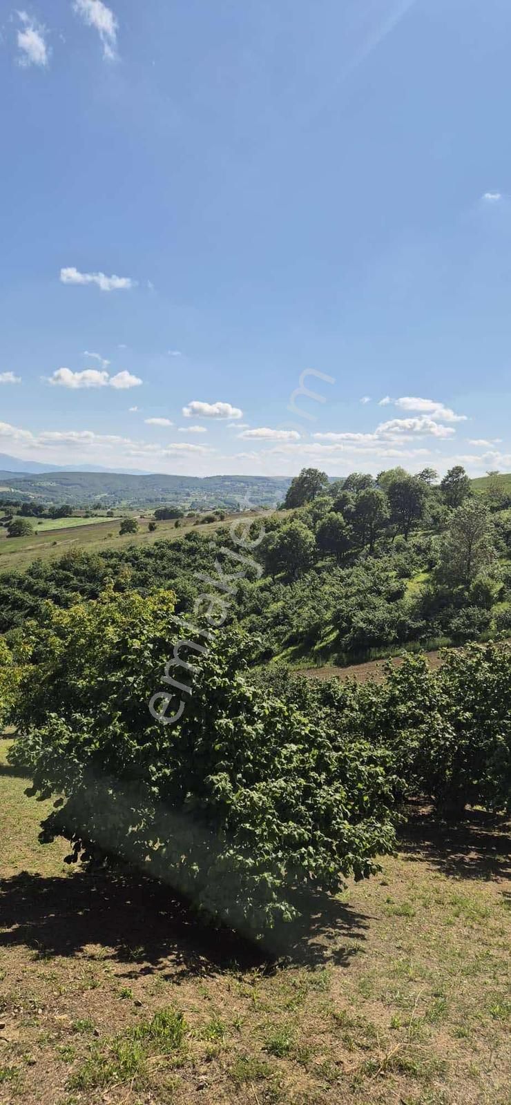 Düğmeciler Mh Yetişkin Fındıklık Resmi Yollu %5 İmarlı Arazi - Görsel 7