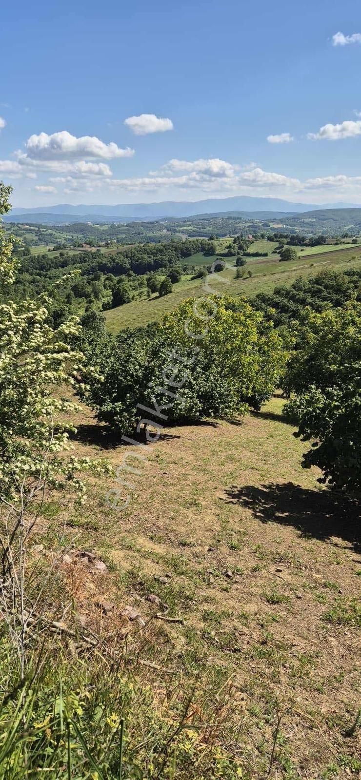 Düğmeciler Mh Yetişkin Fındıklık Resmi Yollu %5 İmarlı Arazi