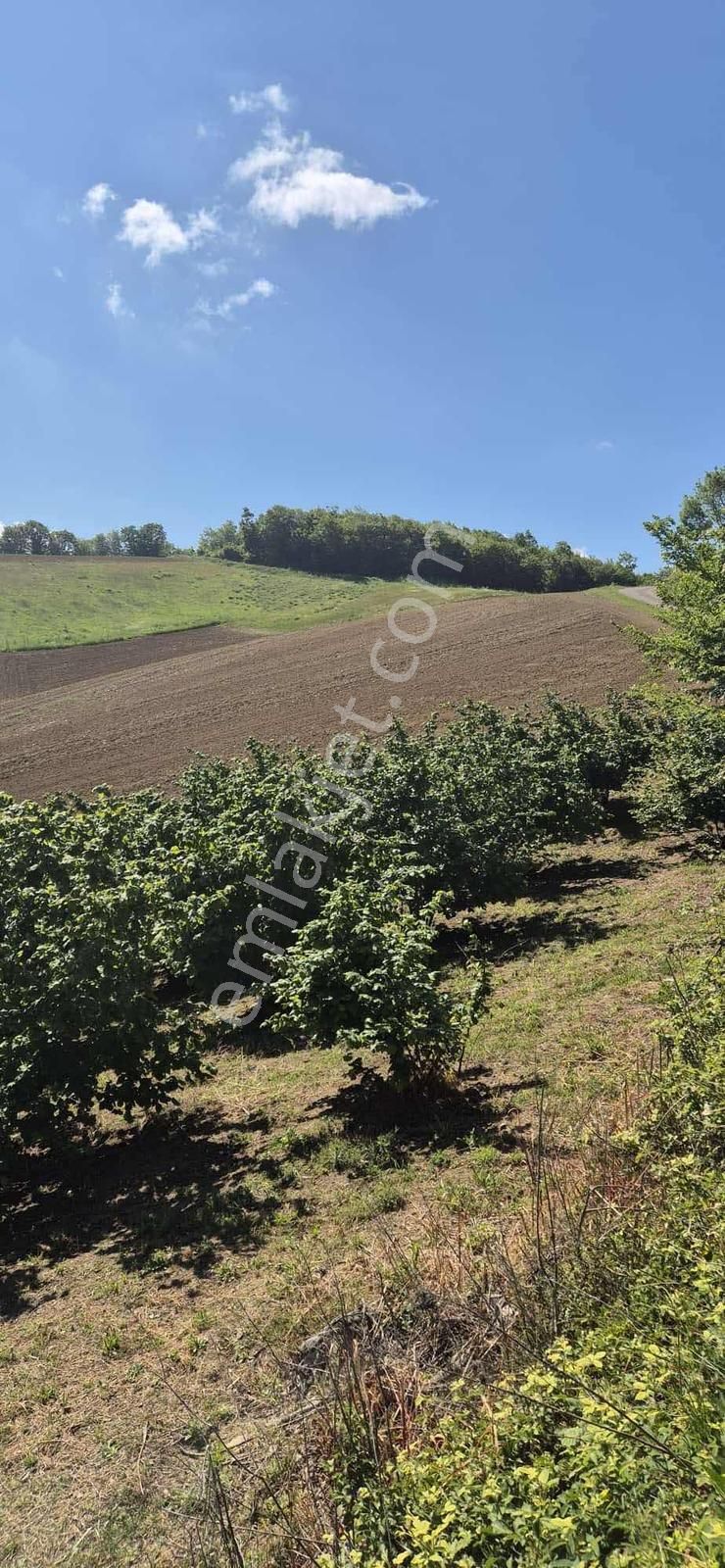 Düğmeciler Mh Yetişkin Fındıklık Resmi Yollu %5 İmarlı Arazi - Görsel 4