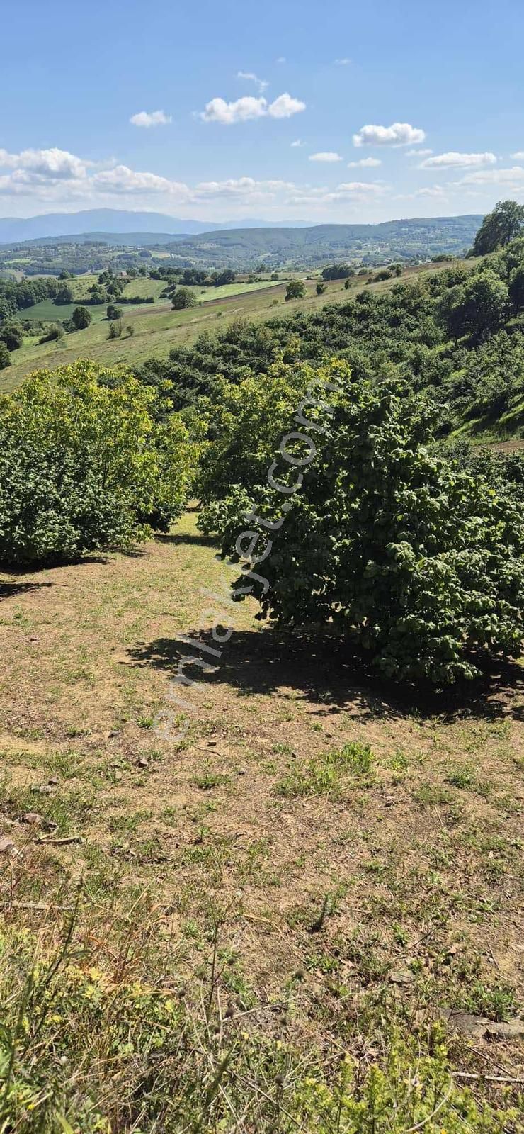 Düğmeciler Mh Yetişkin Fındıklık Resmi Yollu %5 İmarlı Arazi - Görsel 5