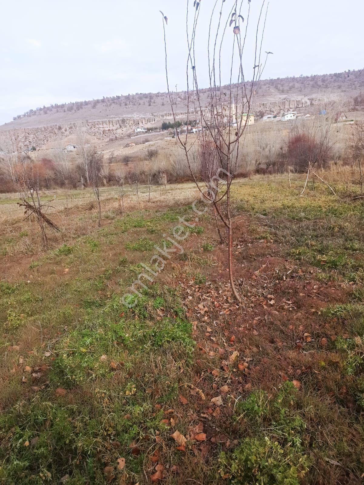 Güneydere Botsada İçerisinde Elma Armut Badem Kayısı Üzüm Ağaçları Olan - Görsel 3