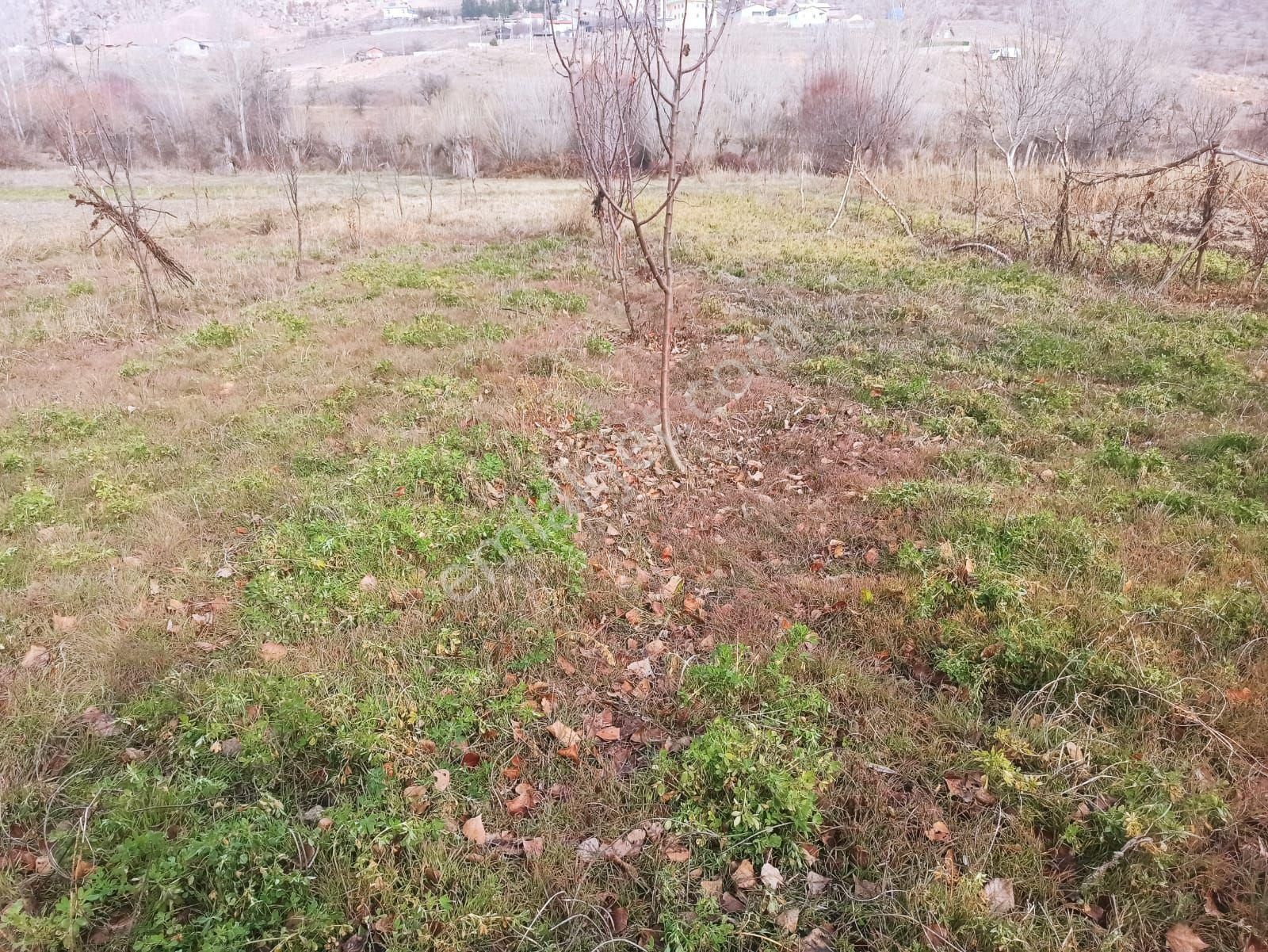 Güneydere Botsada İçerisinde Elma Armut Badem Kayısı Üzüm Ağaçları Olan - Görsel 4