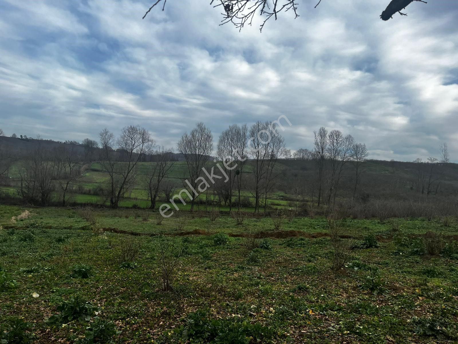 Sakarya/kaynarca/gürpınar Mahallesinde Yarısı Fındık Bahçesi Satılık Tarla