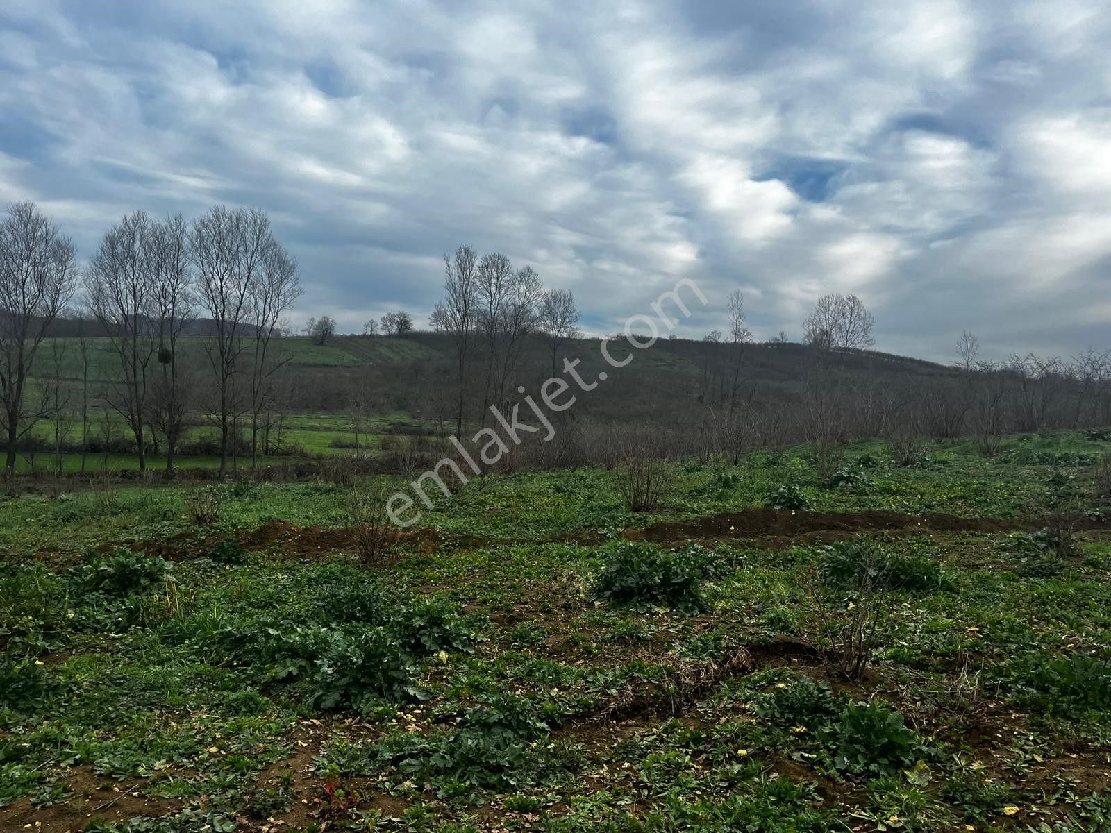 Sakarya/kaynarca/gürpınar Mahallesinde Yarısı Fındık Bahçesi Satılık Tarla - Görsel 3