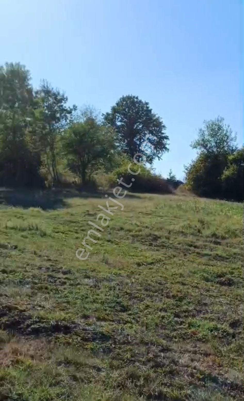 Sakarya/kaynarca/gürpınar Mahallesinde Yarısı Fındık Bahçesi Satılık Tarla - Görsel 2
