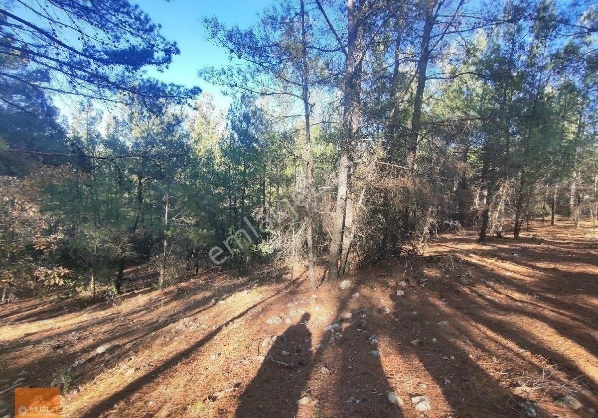 Muğla Menteşe Bayır Katrancı Mevkiindebayır Gölü Manzaralı 11.139 M² Tek Tapu Tarım Arazisi - Görsel 5