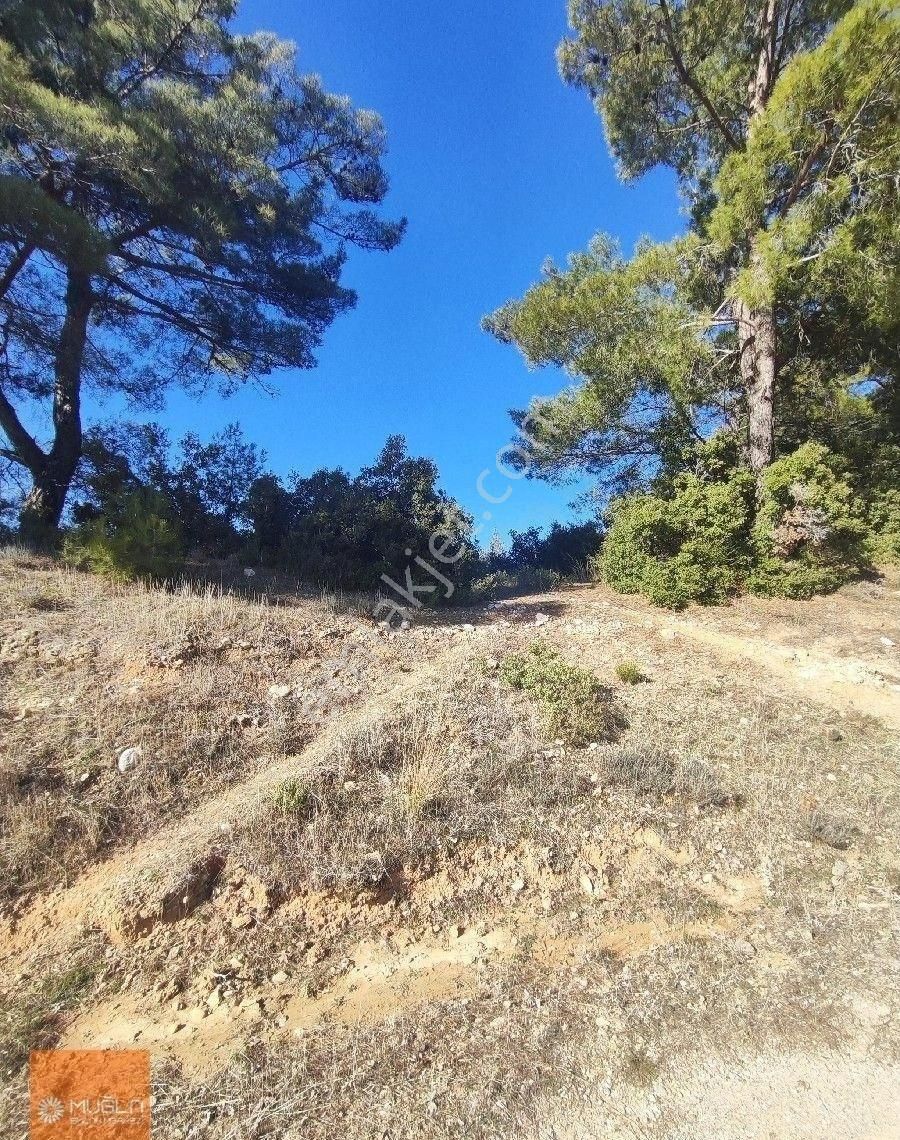 Muğla Menteşe Bayır’da 4.865 M² Doğayla İç İçe – Tıny House Uygun Satılık Arazi - Görsel 4