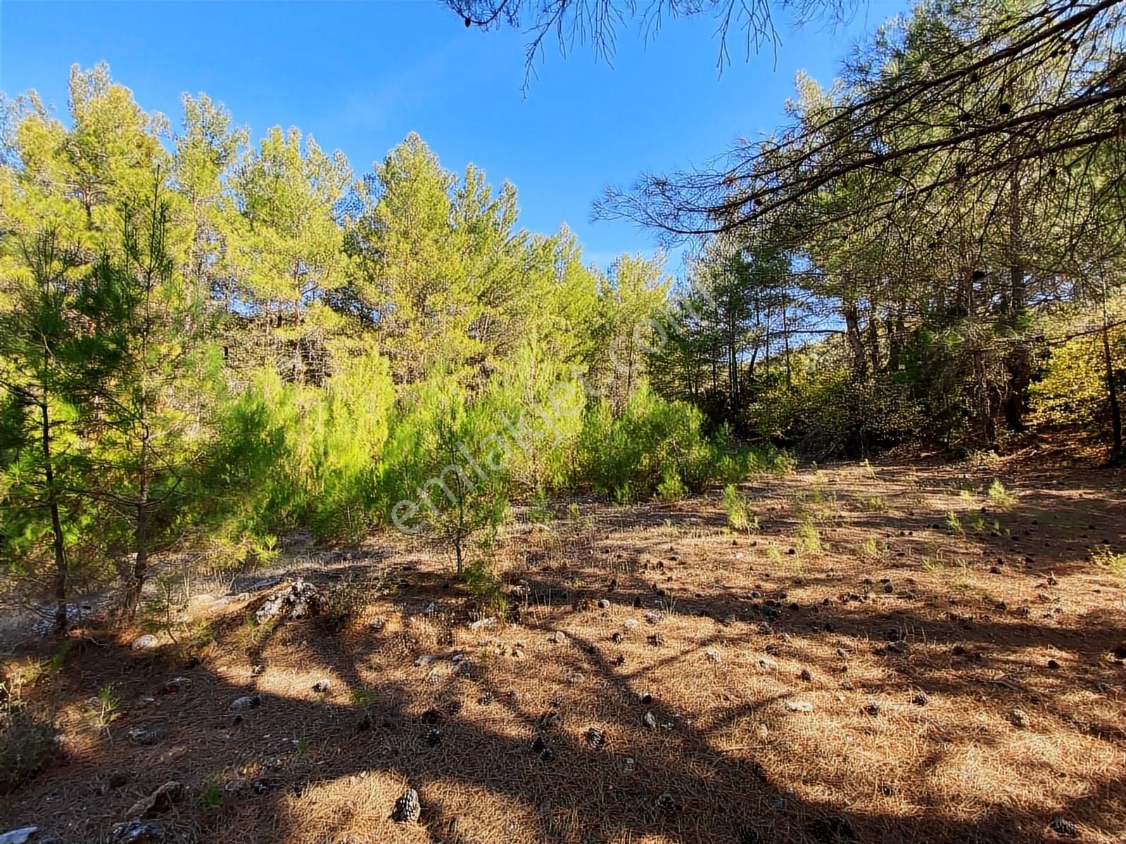 Muğla Bayır'da Doğa İçerisinde Satılık Tarla - Görsel 6