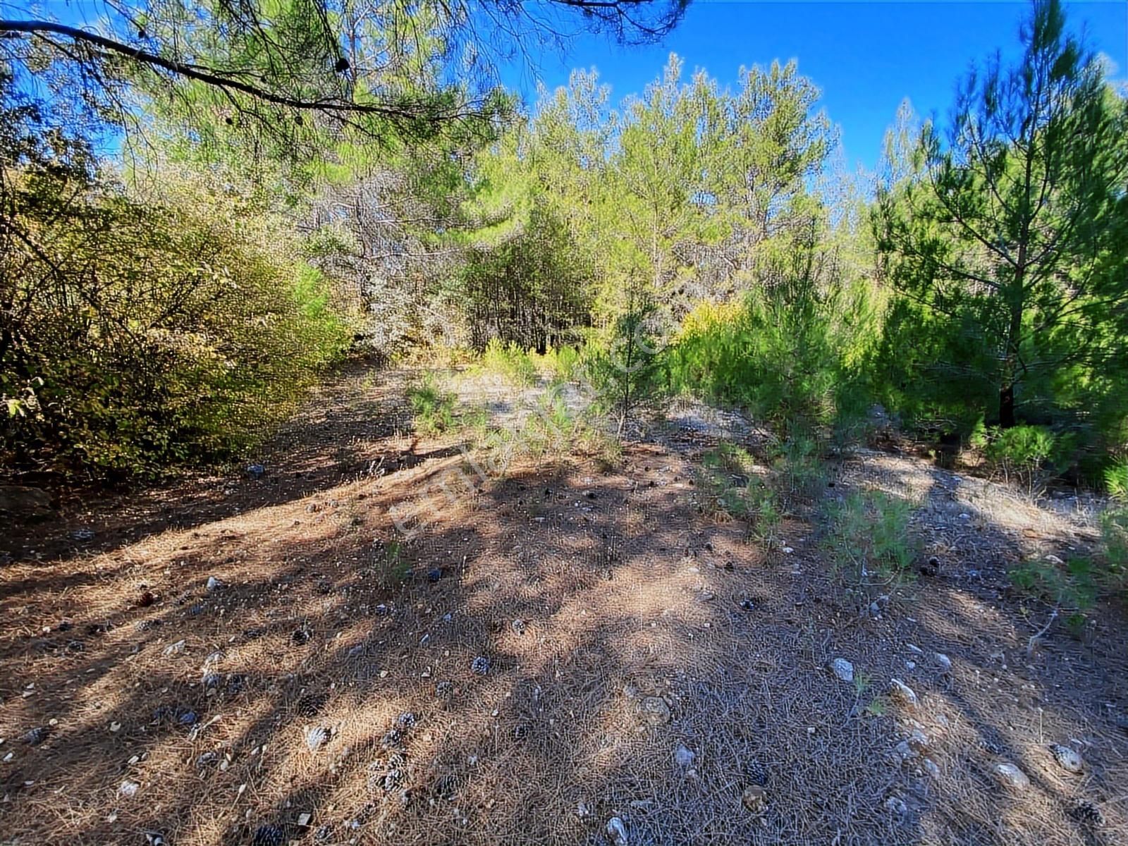 Muğla Bayır'da Doğa İçerisinde Satılık Tarla - Görsel 9