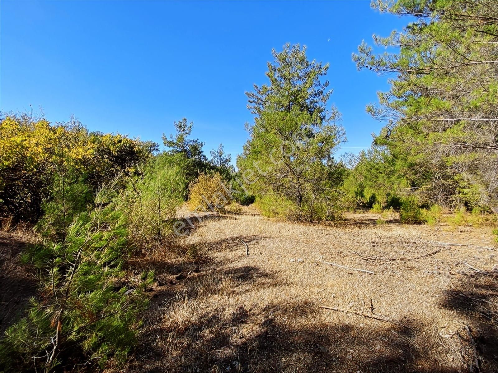 Muğla Bayır'da Doğa İçerisinde Satılık Tarla - Görsel 5