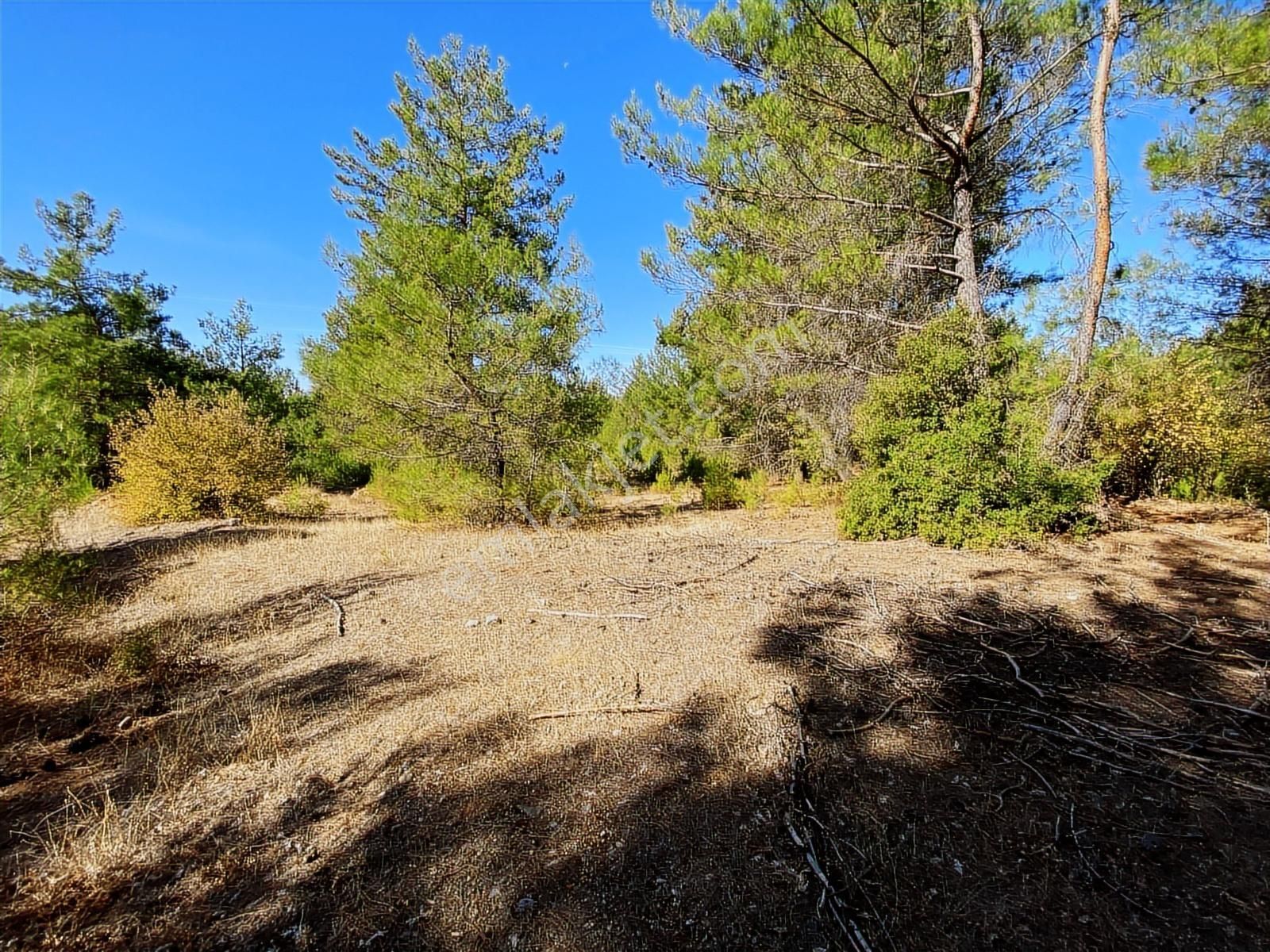 Muğla Bayır'da Doğa İçerisinde Satılık Tarla - Görsel 8