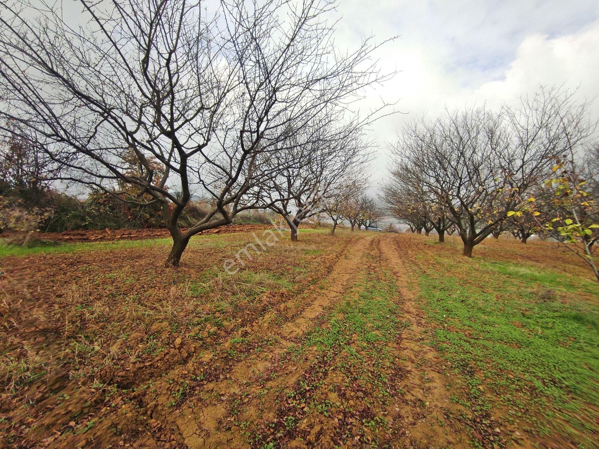 Yenişehir Kızılhisar'da 9908,m2 Yolu Olan Erik&ceviz Bahçesi - Görsel 7