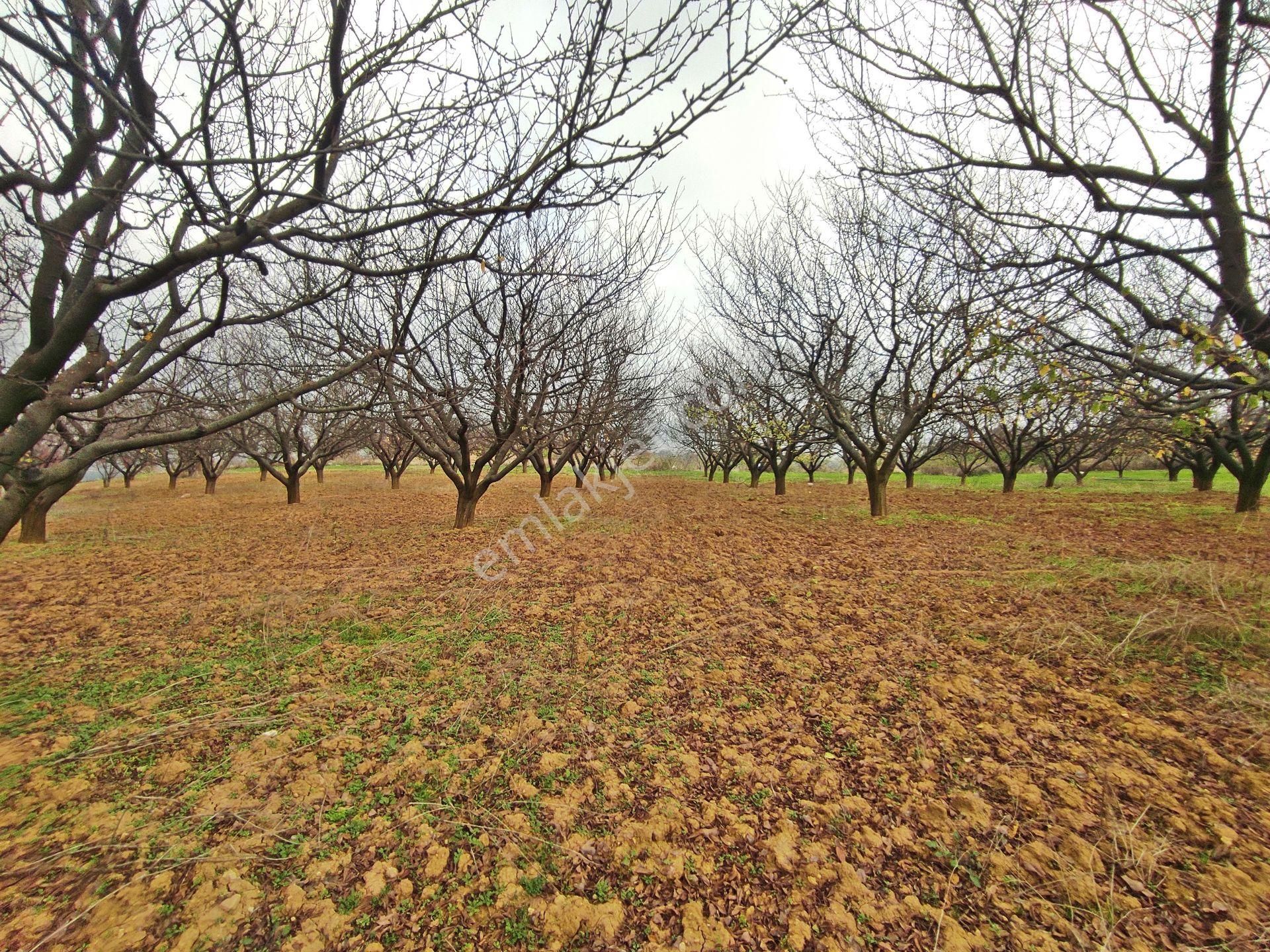 Yenişehir Kızılhisar'da 9908,m2 Yolu Olan Erik&ceviz Bahçesi - Görsel 5