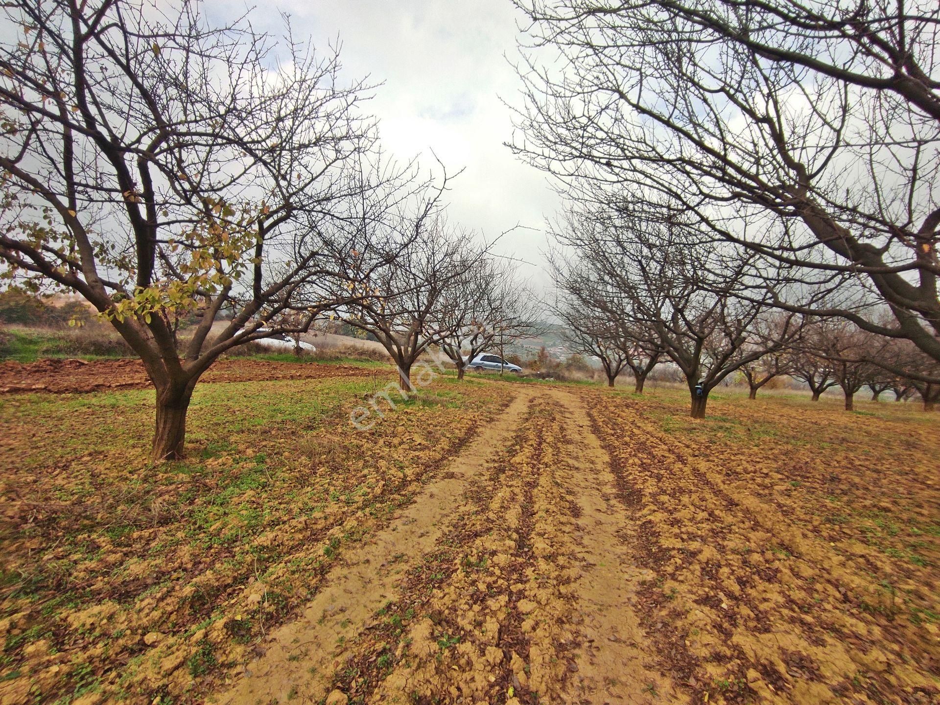 Yenişehir Kızılhisar'da 9908,m2 Yolu Olan Erik&ceviz Bahçesi - Görsel 10