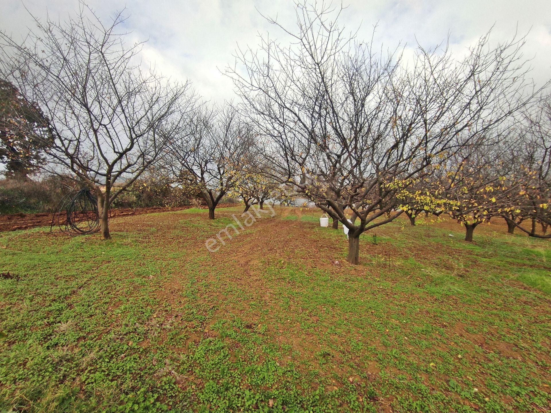 Yenişehir Kızılhisar'da 9908,m2 Yolu Olan Erik&ceviz Bahçesi - Görsel 14