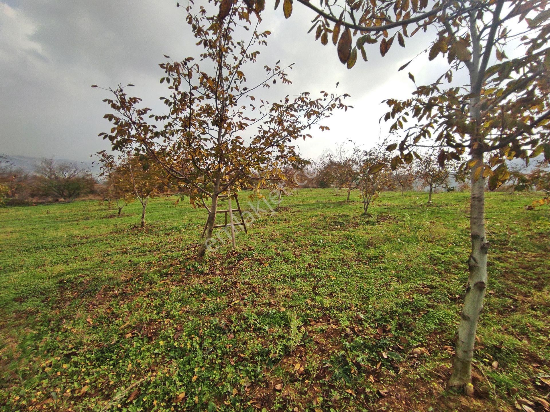 Yenişehir Kızılhisar'da 9908,m2 Yolu Olan Erik&ceviz Bahçesi - Görsel 25
