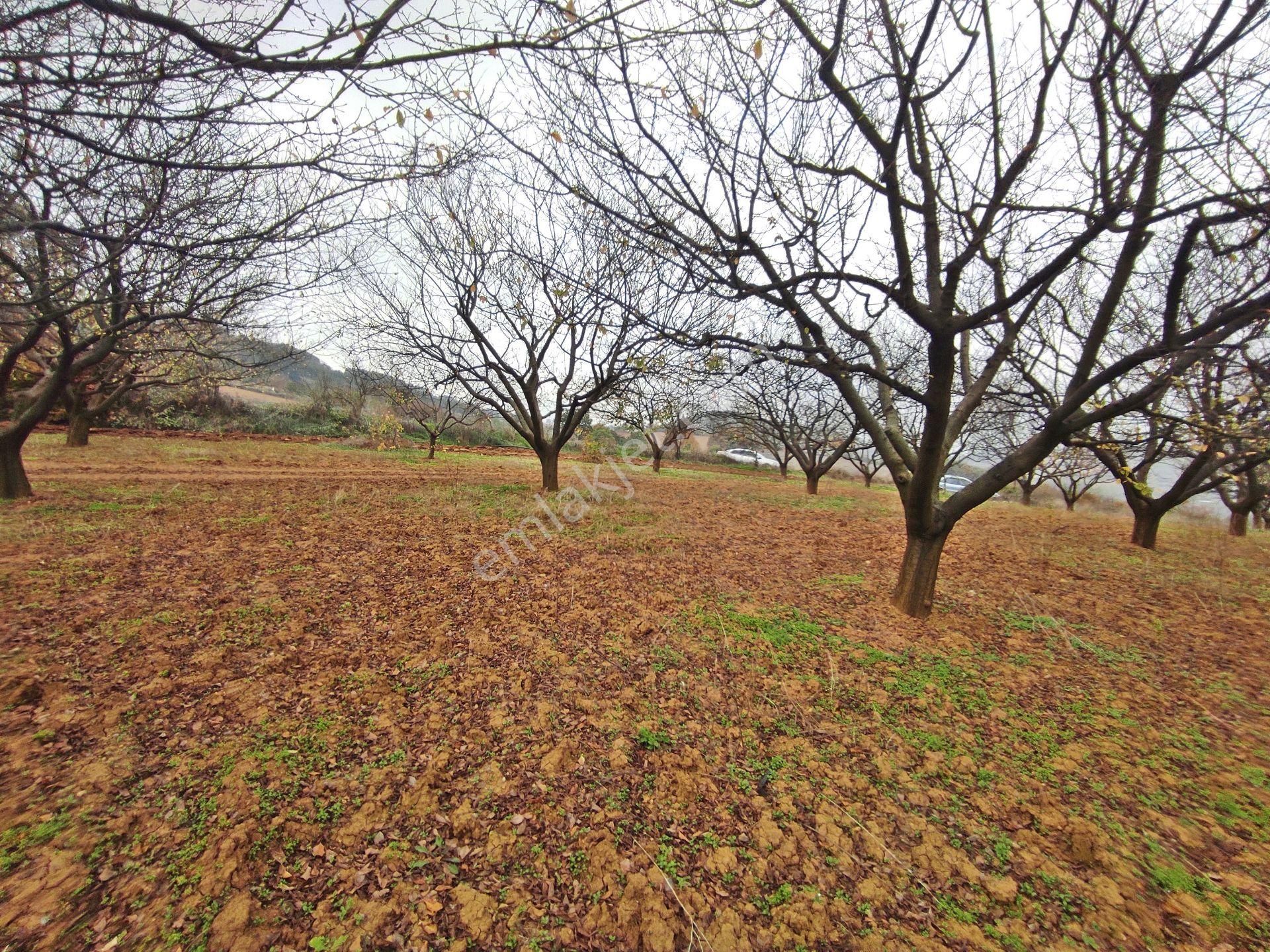 Yenişehir Kızılhisar'da 9908,m2 Yolu Olan Erik&ceviz Bahçesi - Görsel 22