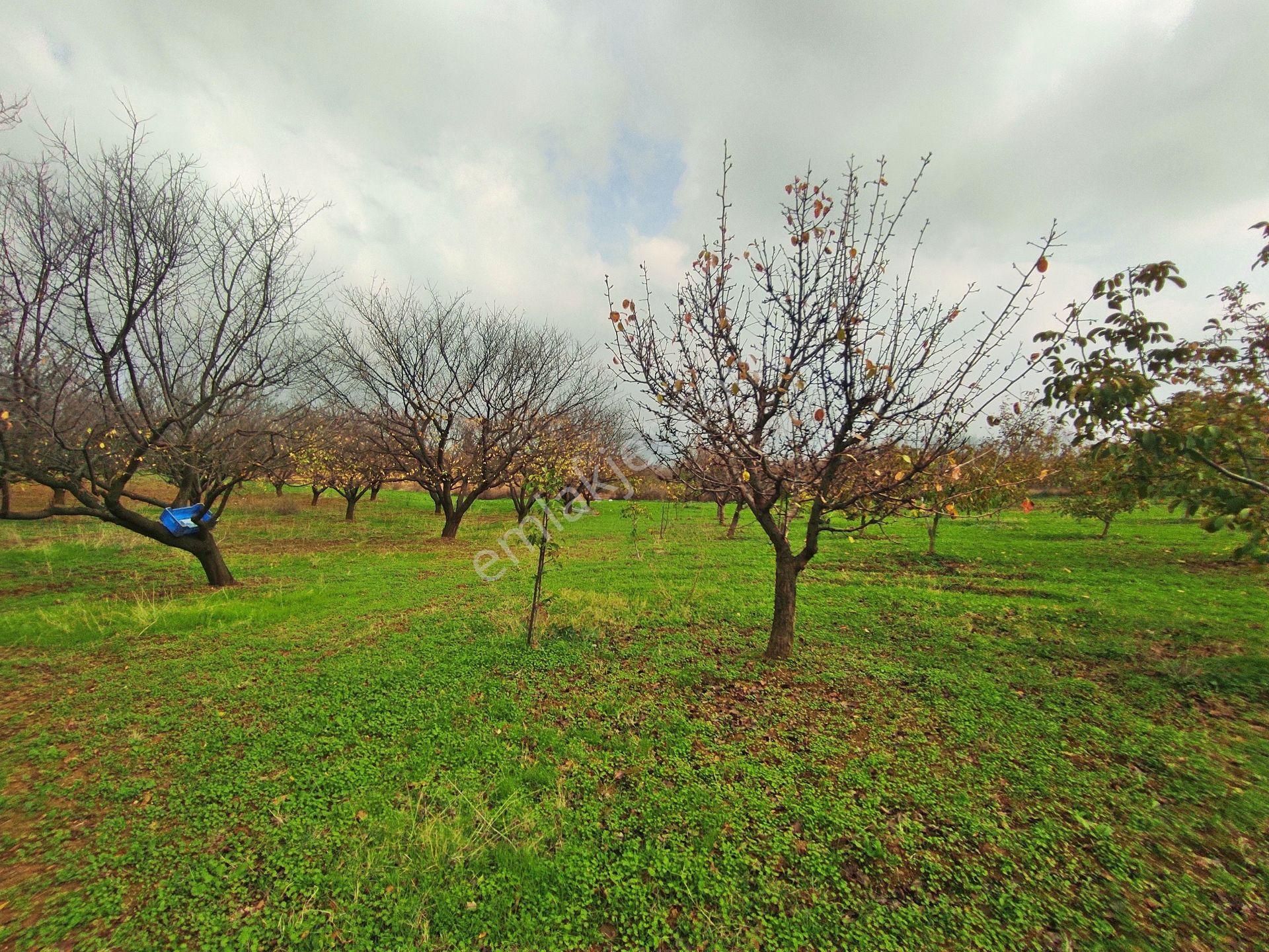 Yenişehir Kızılhisar'da 9908,m2 Yolu Olan Erik&ceviz Bahçesi - Görsel 6