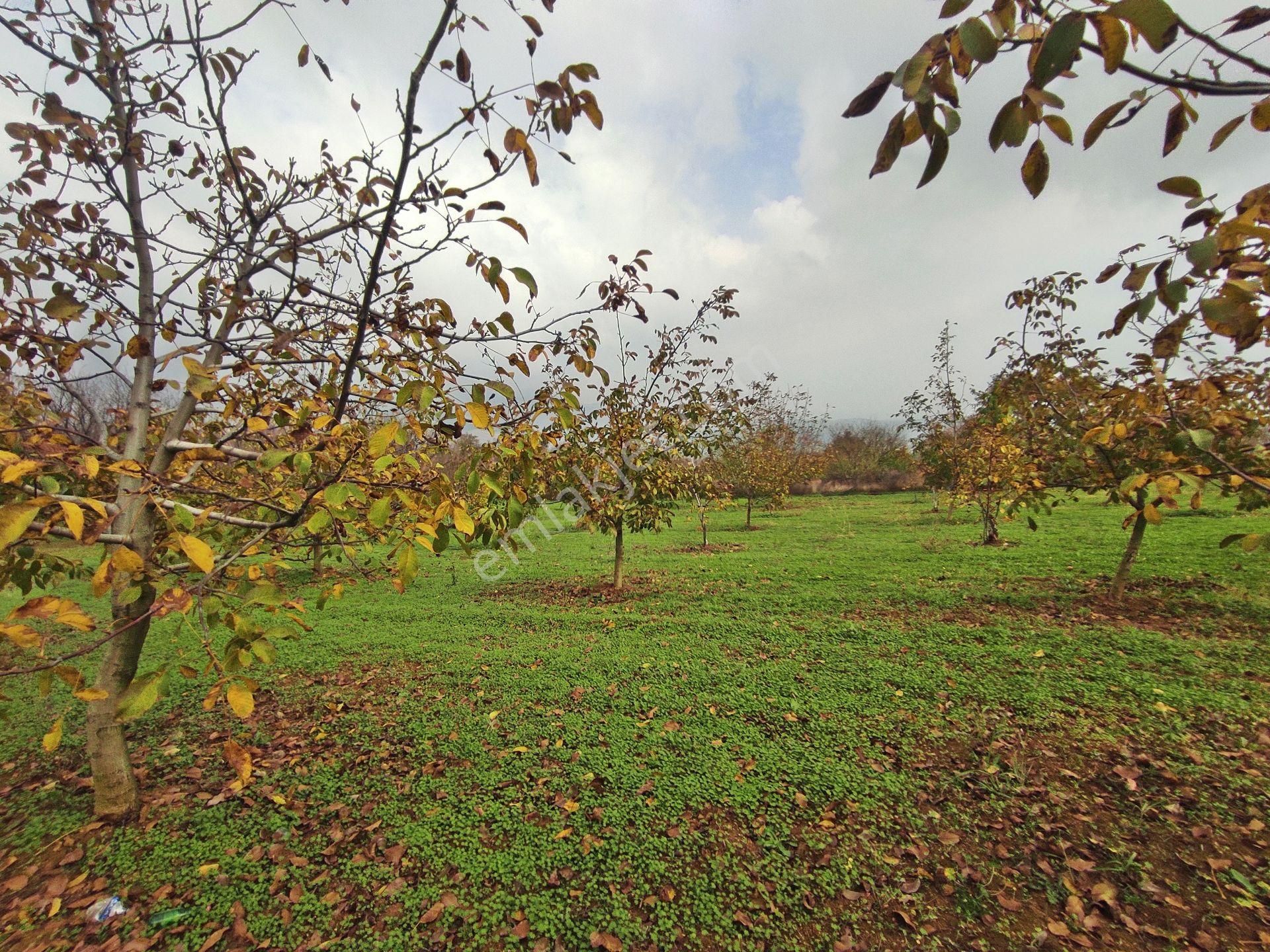 Yenişehir Kızılhisar'da 9908,m2 Yolu Olan Erik&ceviz Bahçesi - Görsel 17