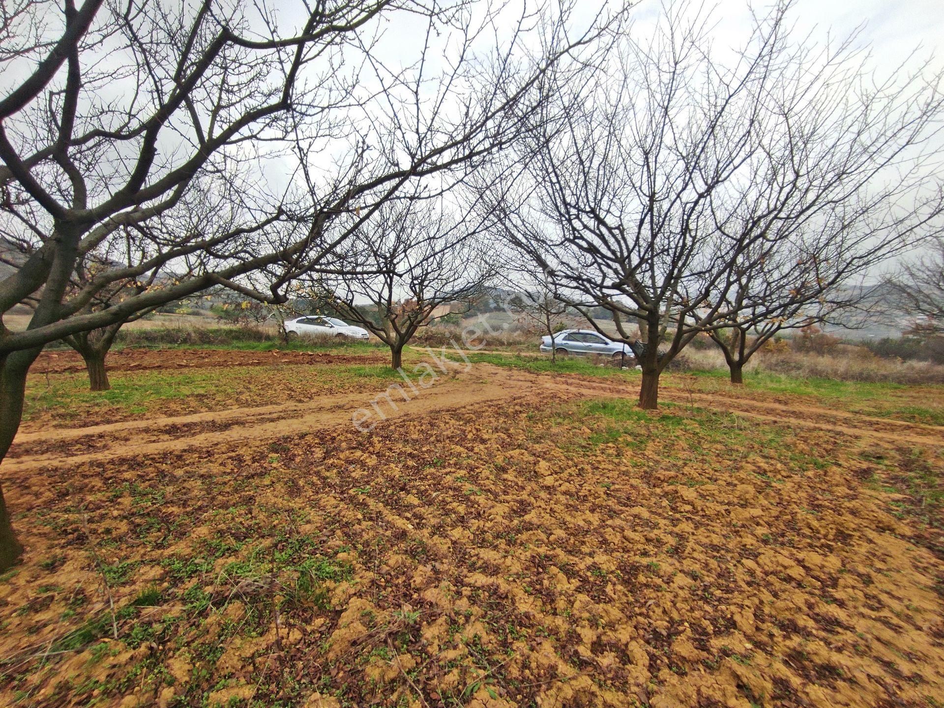 Yenişehir Kızılhisar'da 9908,m2 Yolu Olan Erik&ceviz Bahçesi - Görsel 21