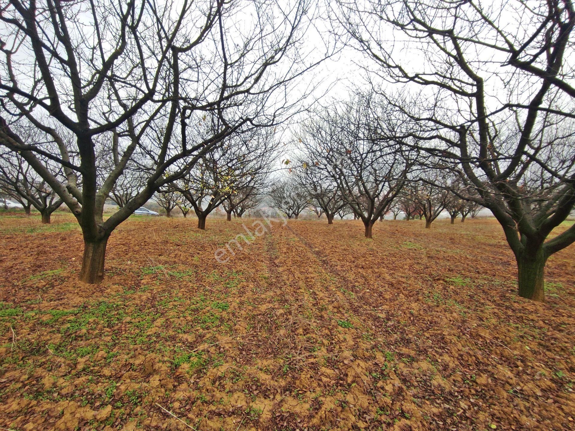 Yenişehir Kızılhisar'da 9908,m2 Yolu Olan Erik&ceviz Bahçesi - Görsel 27