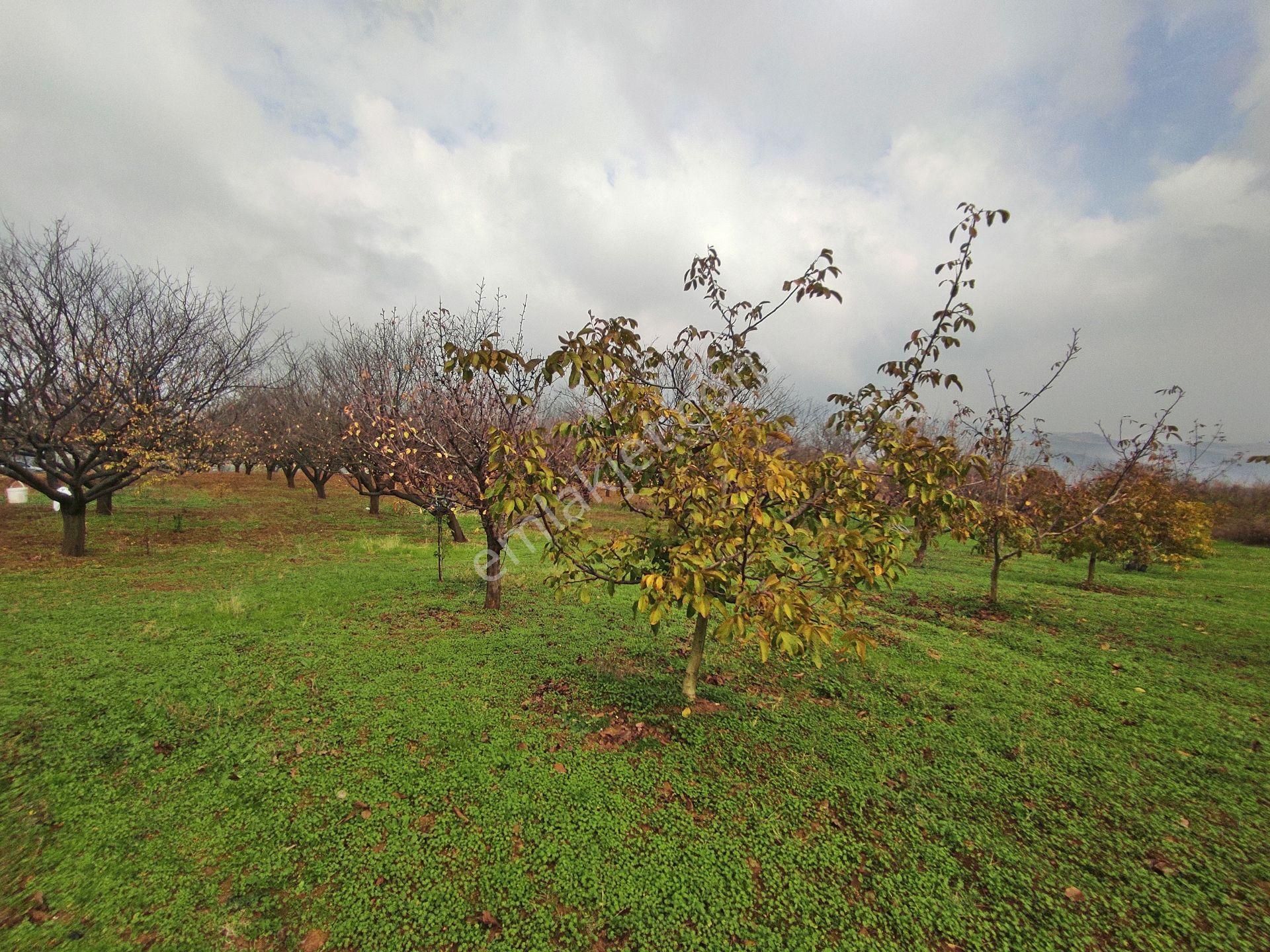 Yenişehir Kızılhisar'da 9908,m2 Yolu Olan Erik&ceviz Bahçesi - Görsel 16
