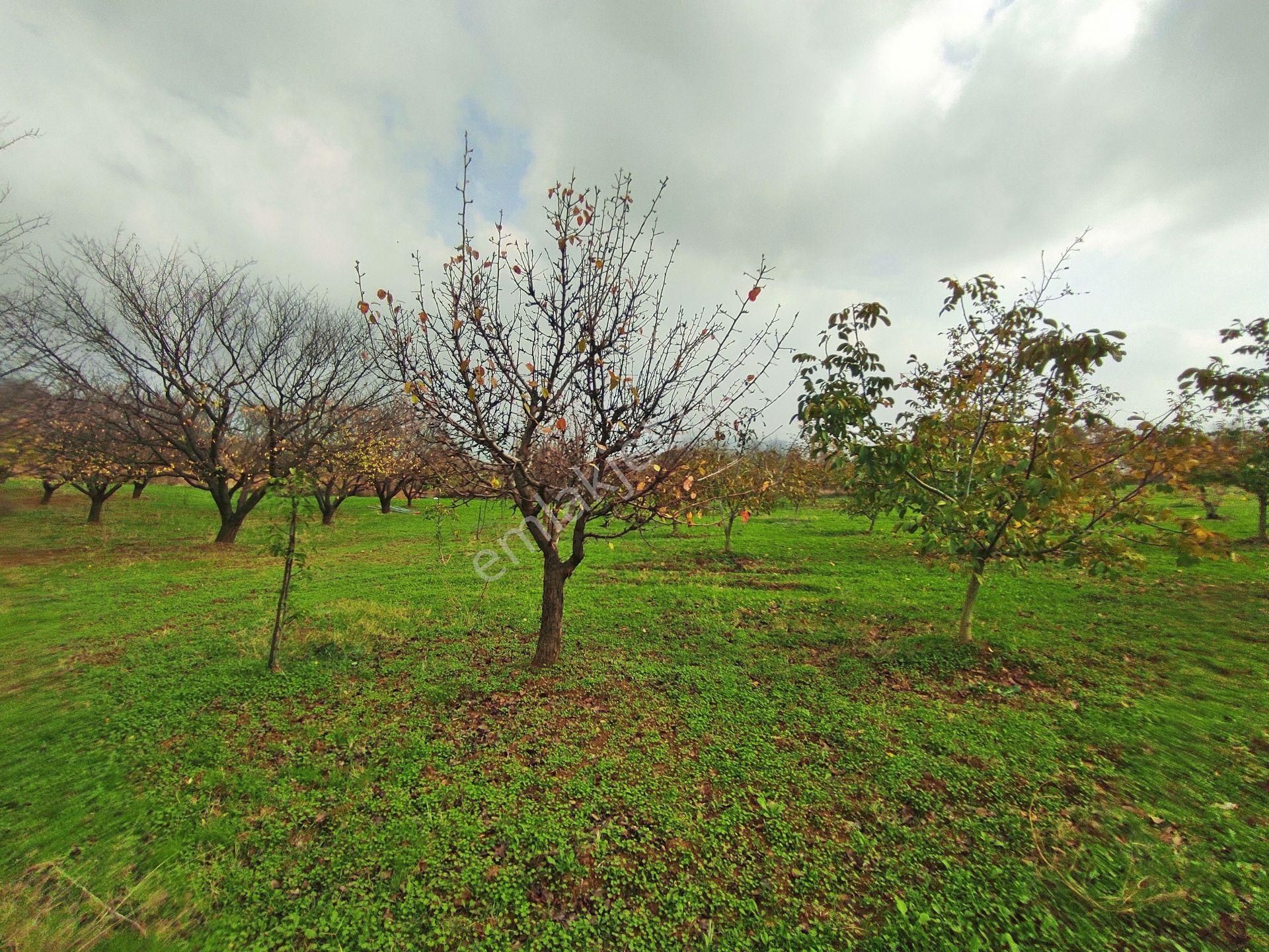 Yenişehir Kızılhisar'da 9908,m2 Yolu Olan Erik&ceviz Bahçesi