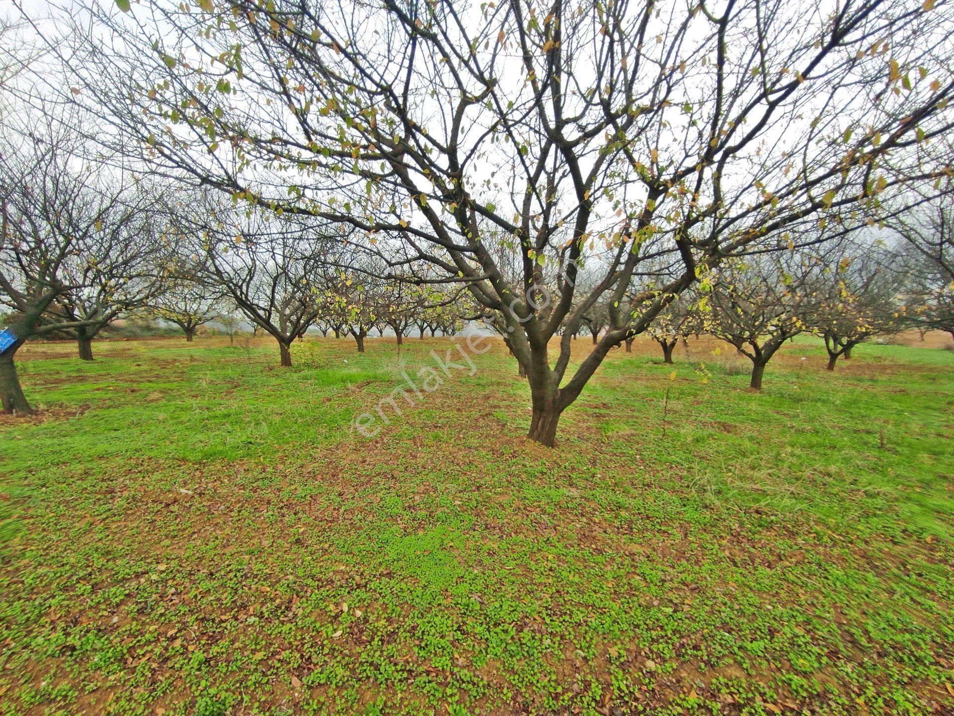 Yenişehir Kızılhisar'da 9908,m2 Yolu Olan Erik&ceviz Bahçesi - Görsel 3