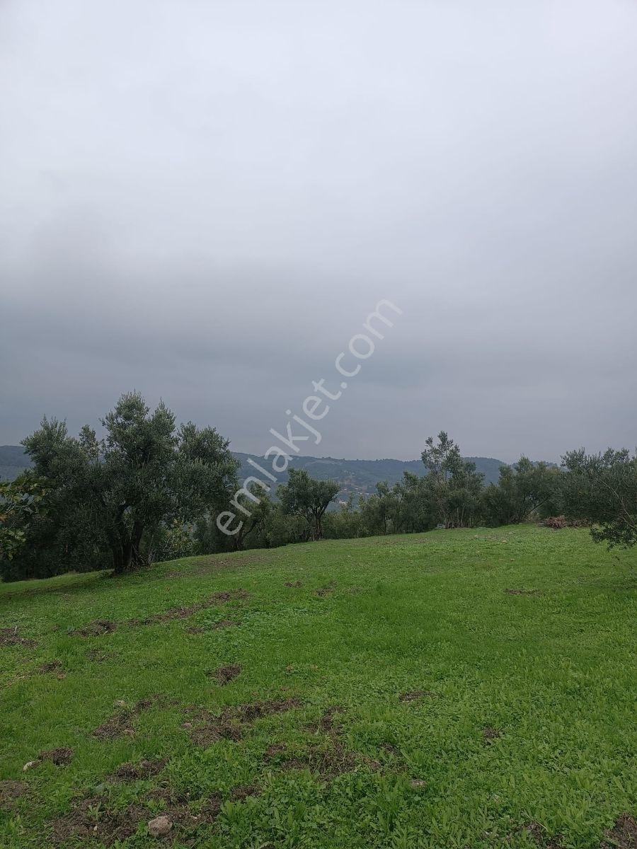 Anıl Emlak'tan Mudanya Işıklı'da 3769 M2 Müstakil Tapu Zeytinlik - Görsel 3