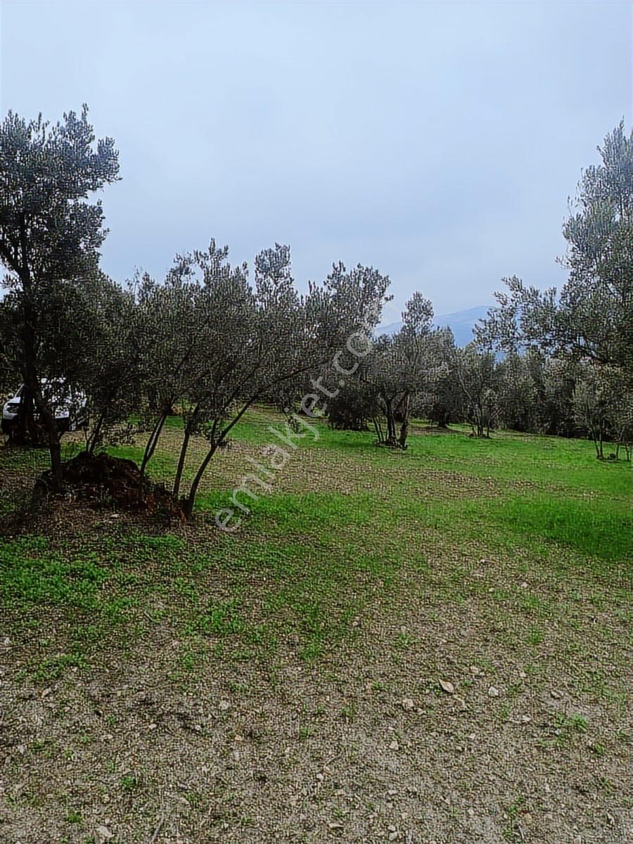 Anıl Emlak'tan Mudanya Işıklı'da 3769 M2 Müstakil Tapu Zeytinlik - Görsel 16