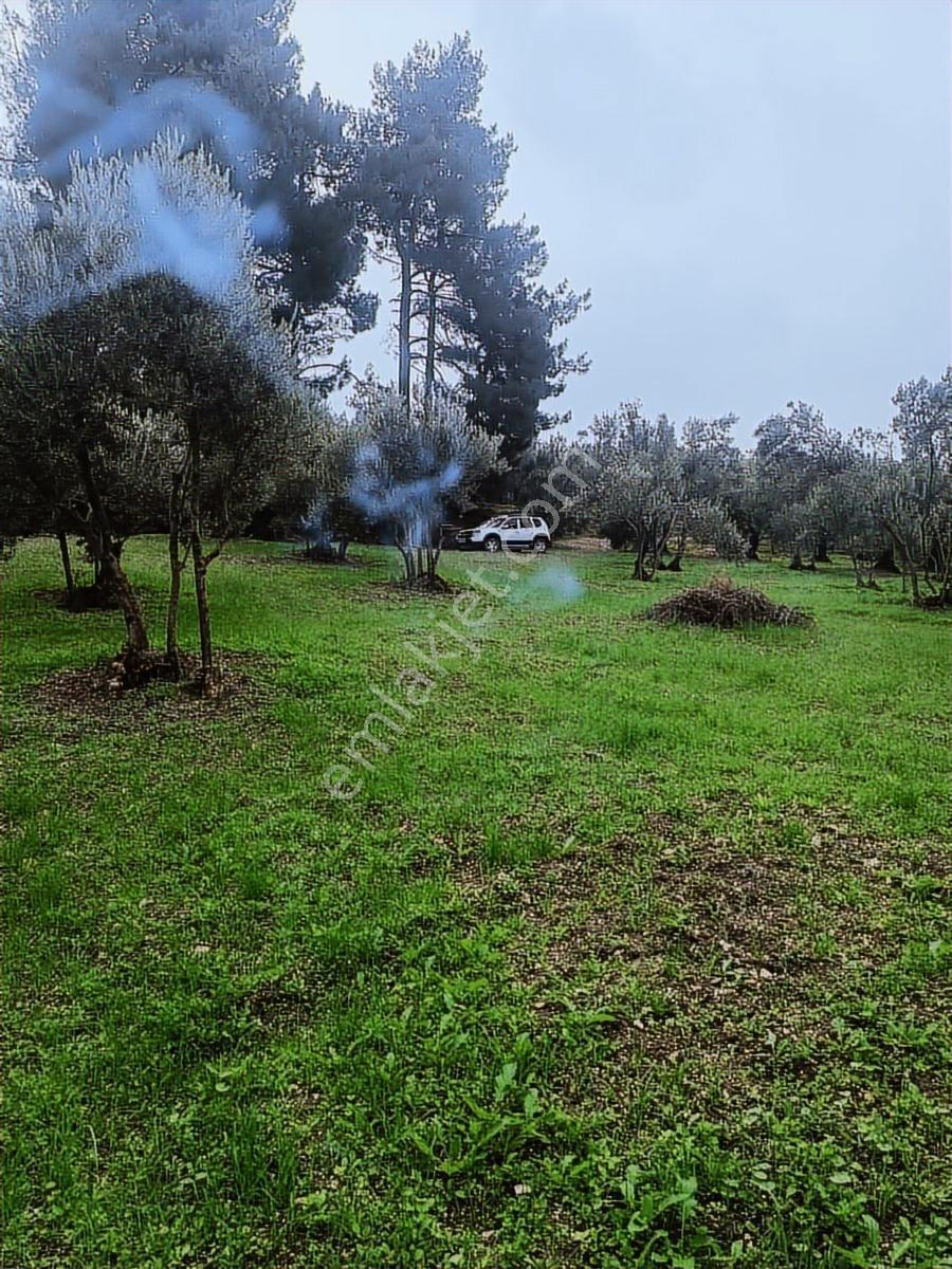 Anıl Emlak'tan Mudanya Işıklı'da 3769 M2 Müstakil Tapu Zeytinlik - Görsel 13