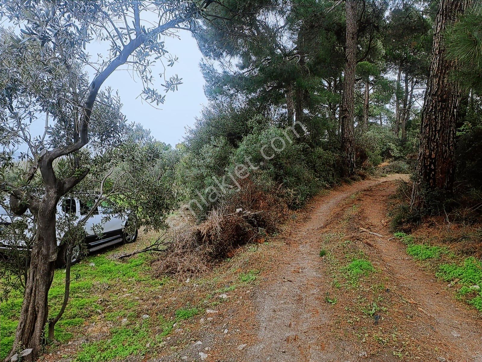 Anıl Emlak'tan Mudanya Işıklı'da 3769 M2 Müstakil Tapu Zeytinlik - Görsel 11