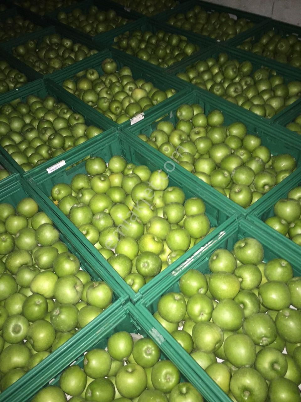 Keşan Yeşilköy 7.800m2 Etrafı Çevrili 1.100 Ad. Elma Ağacı - Görsel 7