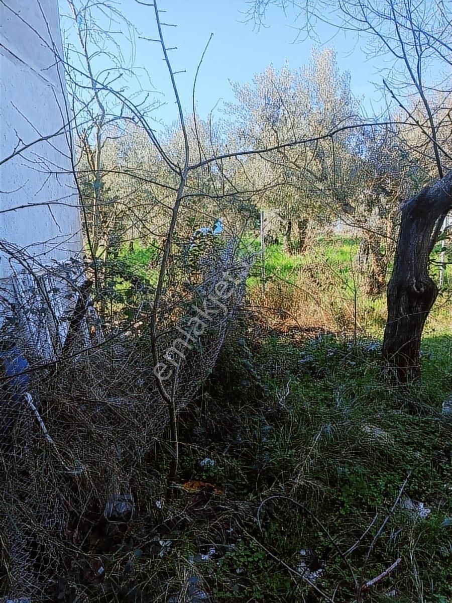 Satılık Arsa Kumsazda 183 M2 İmarsız - Görsel 27