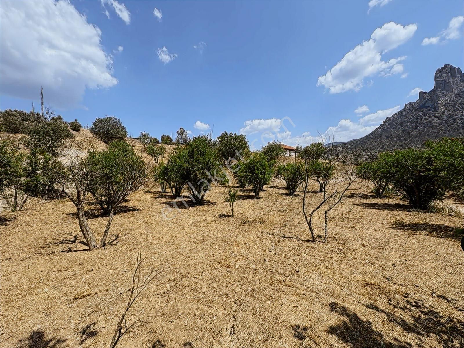 Mihalgazi'de Kiralık 13 Dönüm Zeytin Bahçesi Ve Evi Seraya Uygun - Görsel 12