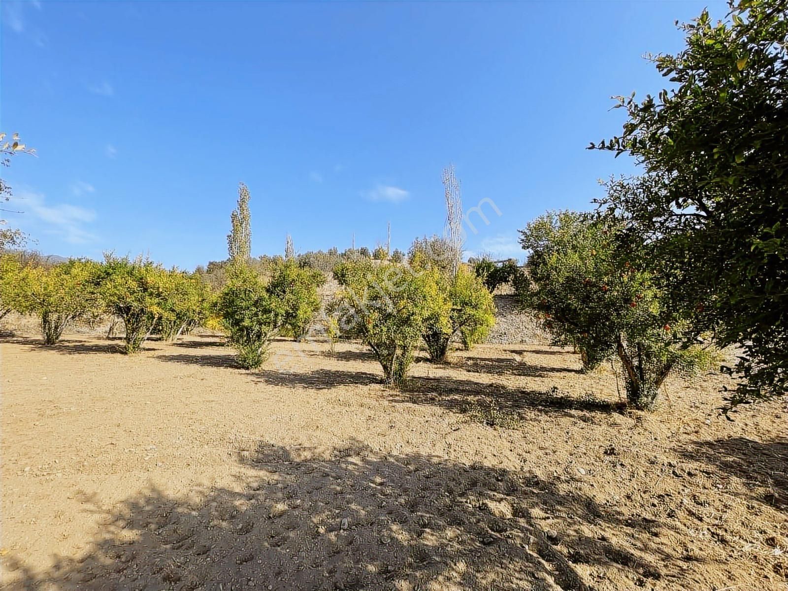 Mihalgazi'de Kiralık 13 Dönüm Zeytin Bahçesi Ve Evi Seraya Uygun - Görsel 8