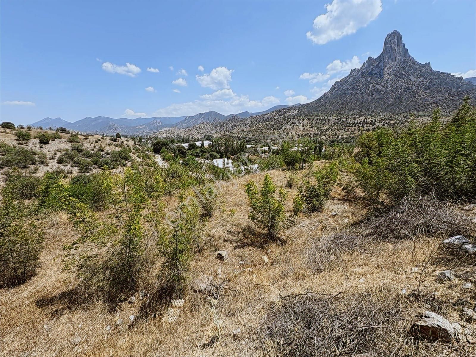 Mihalgazi'de Kiralık 13 Dönüm Zeytin Bahçesi Ve Evi Seraya Uygun - Görsel 18