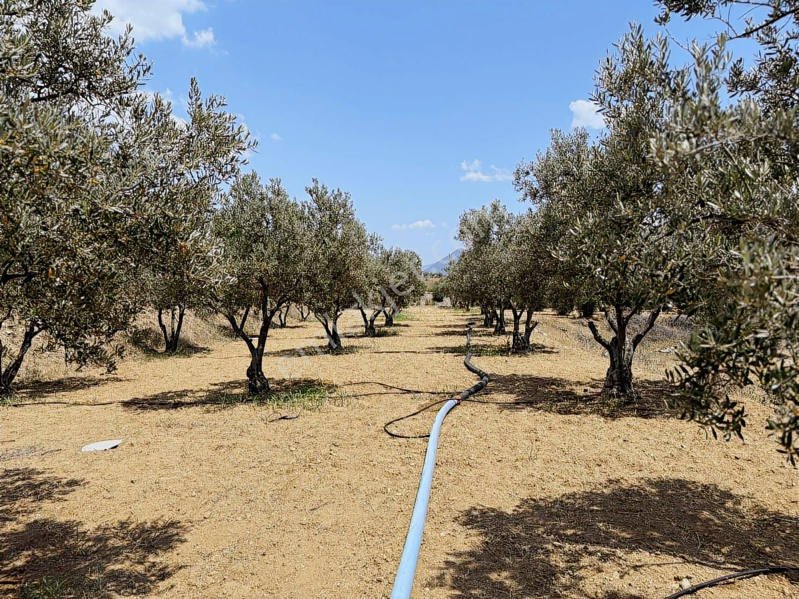 Mihalgazi'de Kiralık 13 Dönüm Zeytin Bahçesi Ve Evi Seraya Uygun - Görsel 26