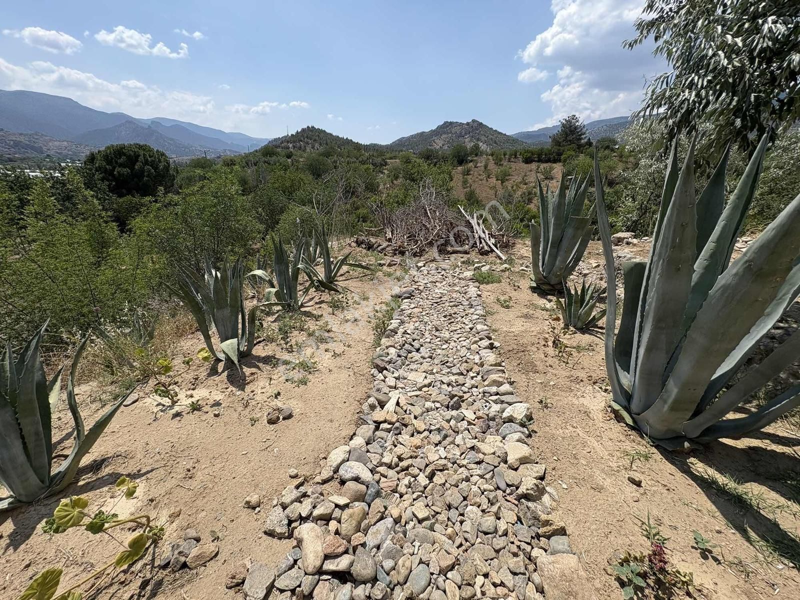 Mihalgazi'de Kiralık 13 Dönüm Zeytin Bahçesi Ve Evi Seraya Uygun - Görsel 5